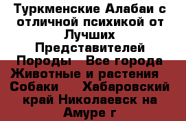 Туркменские Алабаи с отличной психикой от Лучших Представителей Породы - Все города Животные и растения » Собаки   . Хабаровский край,Николаевск-на-Амуре г.